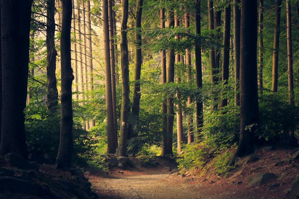 Sunlight filtering through a thriving green forest